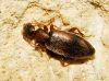 Cordicollis instabilis (W. L. E. Schmidt, 1842)