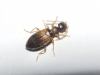 Cordicollis instabilis instabilis (W.L.E. Schmidt, 1842)