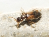 Cordicollis instabilis instabilis (W.L.E. Schmidt, 1842)