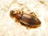 Cordicollis instabilis instabilis (W.L.E. Schmidt, 1842)