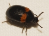 Diaperis boleti (Linnaeus, 1758)