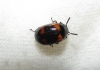 Diaperis boleti (Linnaeus, 1758)