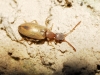 Endomia occipitalis (L. Dufour, 1843)