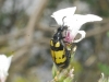 Hycleus polymorphus (Pallas, 1771)