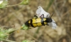 Hycleus polymorphus (Pallas, 1771)