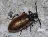 Lagria grenieri Brisout, 1868 Lagria grenieri Brisout, 1868