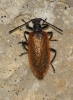 Lagria grenieri Brisout, 1868 Lagria grenieri Brisout, 1868