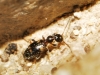 Leptaleus rodriguesi (Latreille, 1802)