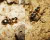 Leptaleus rodriguesi (Latreille, 1804)