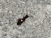 Leptaleus rodriguesi, a confirmar Leptaleus rodriguesi, a confirmar