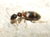 Leptaleus sp. Leptaleus sp.