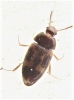 Litargus connexus Litargus connexus
