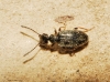 Microhoria cf. plumbea plumbea (La Fert-Snectre, 1842)