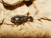 Microhoria cf. plumbea plumbea (La Fert-Snectre, 1842)