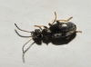 Microhoria cf. plumbea plumbea (La Fert-Snectre, 1842)