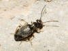 Microhoria cf. plumbea plumbea (La Fert-Snectre, 1842)