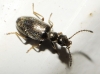 Microhoria sp.? 1d2 Microhoria sp.? 1d2