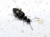 Microhoria sp.