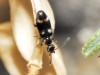 Microhoria sp. Microhoria sp.
