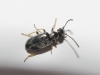 Microhoria sp. Microhoria sp.