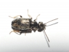 Microhoria sp. Microhoria sp.