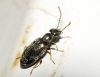 Microhoria sp. Microhoria sp.