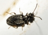 Microhoria sp. Microhoria sp.