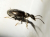 Microhoria sp. Microhoria sp.