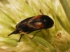 Mordellochroa humerosa (Rosenhauer, 1847)
