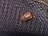 Mycetophagus quadriguttatus Muller, 1821 Mycetophagus quadriguttatus Muller, 1821