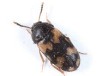 Mycetophagus salicis Mycetophagus salicis