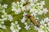 Oedemera flavipes ? Oedemera flavipes ?