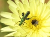 Oedemera nobilis (Scopoli, 1763)