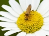 Oedemera podagrariae Oedemera podagrariae