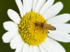 Oedemera podagrariae Oedemera podagrariae