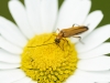 Oedemera podagrariae Oedemera podagrariae