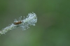 Oedemera sp. Oedemera sp.