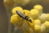 Oedemera barbara (Fabricius, 1792)