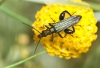 Oedemera femorata ? Oedemera femorata ?