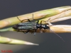 Oedemera flavipes (Fabricius, 1792)