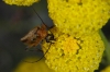 Oedemera podagrariae Oedemera podagrariae