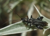 Oedemera sp. Oedemera sp.