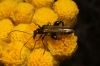Oedemera sp. Oedemera sp.