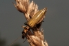 Oedemera sp. Oedemera sp.