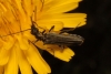 Oedemera sp. Oedemera sp.