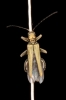 Oedemera sp. Oedemera sp.