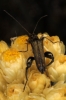 Oedemera sp. Oedemera sp.