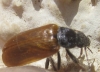 Omophlus pubescens (Linn, 1758)