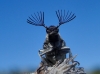 Ptilophorus dufouri (Latreille, 1817)