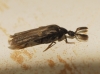 Ripidius quadriceps Abeille de Perrin, 1872 Ripidius quadriceps Abeille de Perrin, 1872